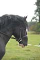 Huby_07-27_244
